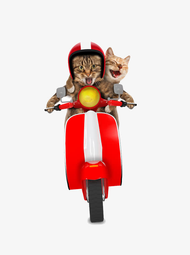 骑电动车的猫免抠