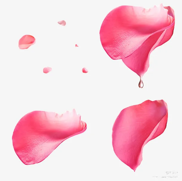 红色鲜艳的玫瑰花瓣免抠