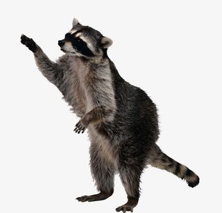 非洲猫鼬免抠