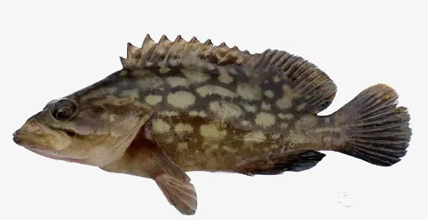 深裂纹斑鱼免抠