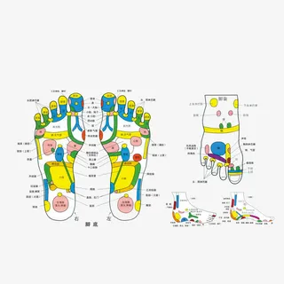 脚掌穴位彩色图免抠