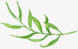 手绘叶子边框免抠