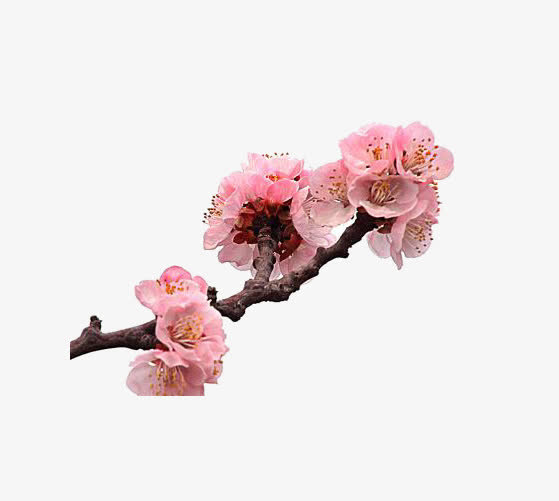 一枝杏花儿免抠
