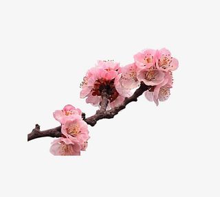 一枝杏花儿免抠