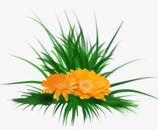 手绘兰花草 黄色花朵免抠