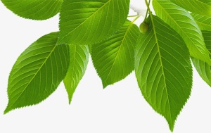手绘春季自然绿叶免抠