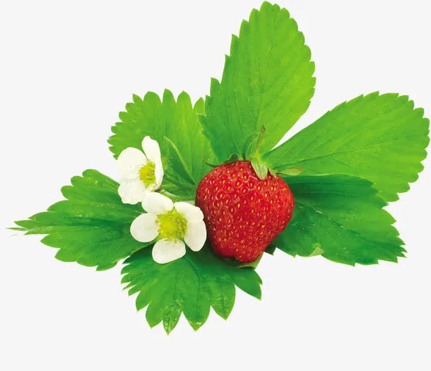 小花和草莓免抠