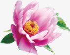 淡粉色花瓣黄色花蕊免抠