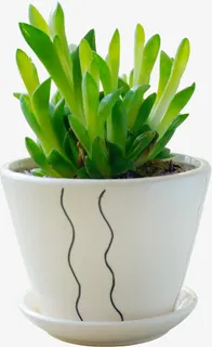 精致的小绿植免抠