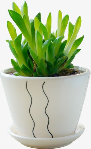 精致的小绿植免抠