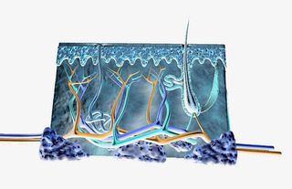 皮肤组织结构免抠