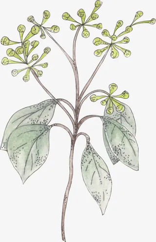 树枝上的绿叶免抠