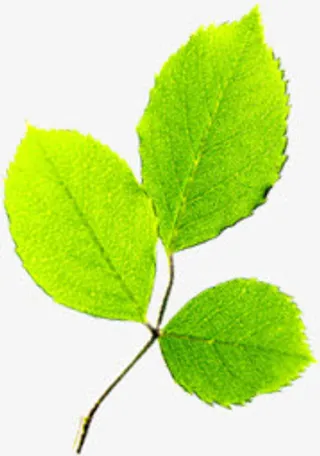 春天绿色风景树叶纹理装饰免抠