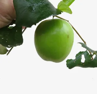 产品实物大青枣展示免抠