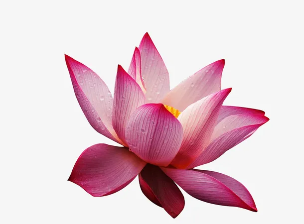 荷花免抠