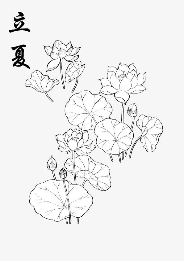 立夏节气荷花素材矢量免抠