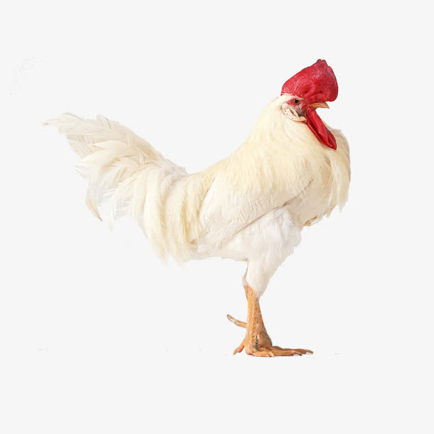 白色红冠鸡免抠