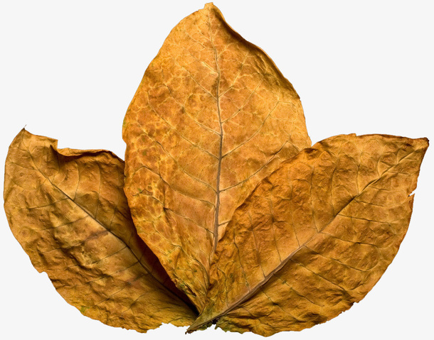 干枯的树叶实物图免抠