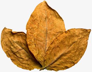 干枯的树叶实物图免抠