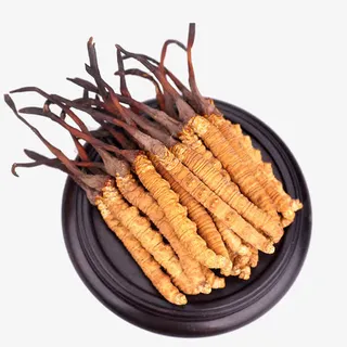 纯天然中药冬虫夏草免抠