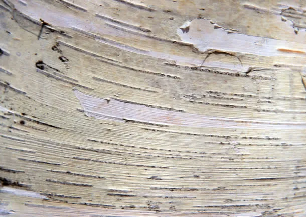 树皮免抠