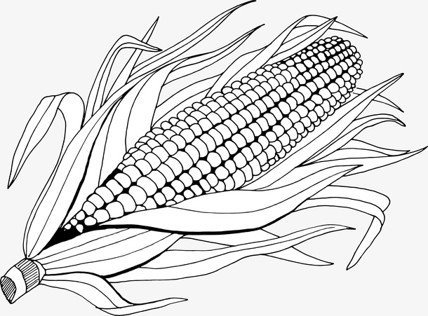 手绘卡通黑色玉米素描免抠