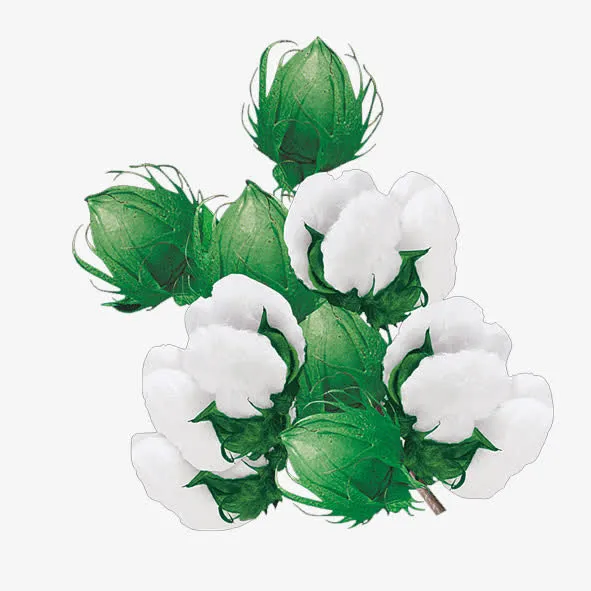 棉花免抠