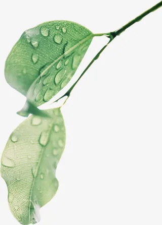 春天绿色树枝叶子免抠