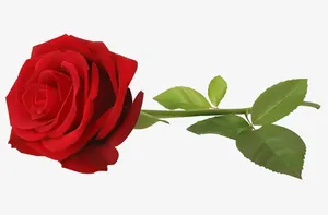 节日氛围情人节玫瑰花2免抠