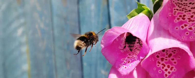 蓝色渐变鲜花蜜蜂背景高清