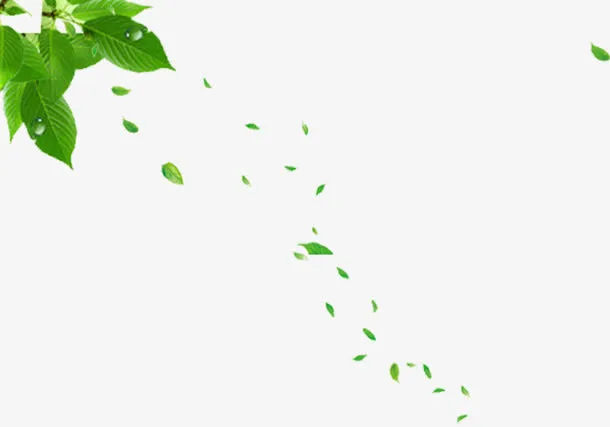 高清夏季绿叶装饰免抠