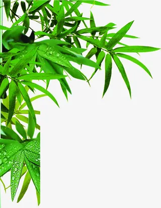 水珠翠竹端午免抠