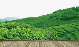 茶叶免抠