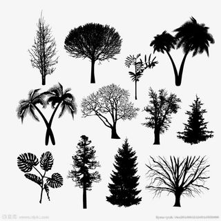 树枝剪影免抠