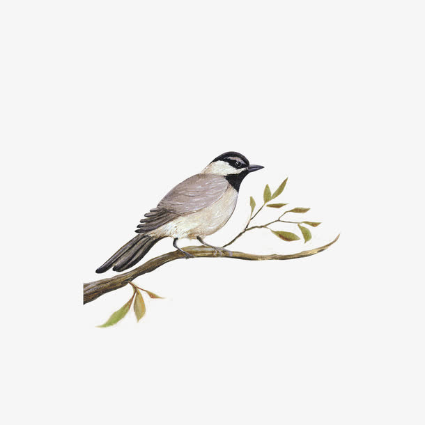 枝头小鸟免抠