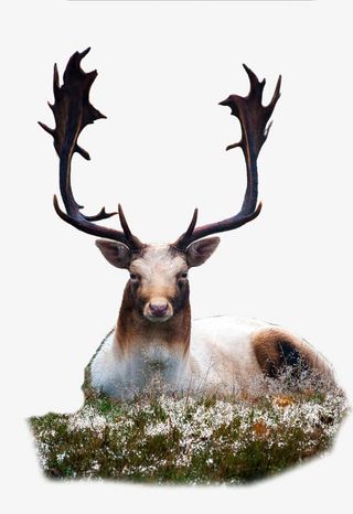 鹿茸鹿角动物免抠