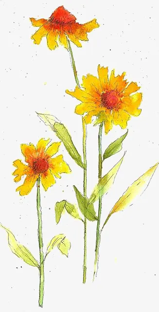 黄色花免抠