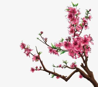 手绘粉梅花免抠