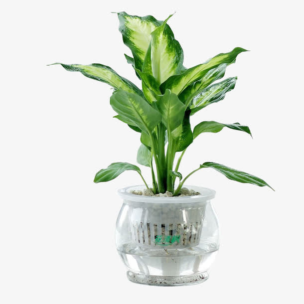 水培万年青免抠