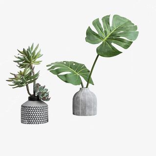 实物插花龟背竹多肉免抠动植物植物元素