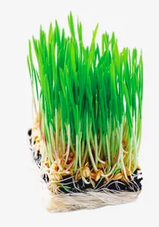 麦苗小盆栽免抠