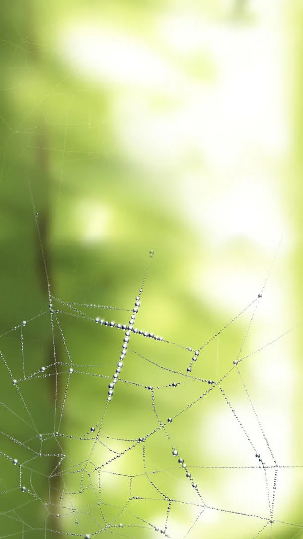 蜘蛛网油画免抠