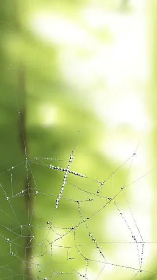 蜘蛛网油画免抠