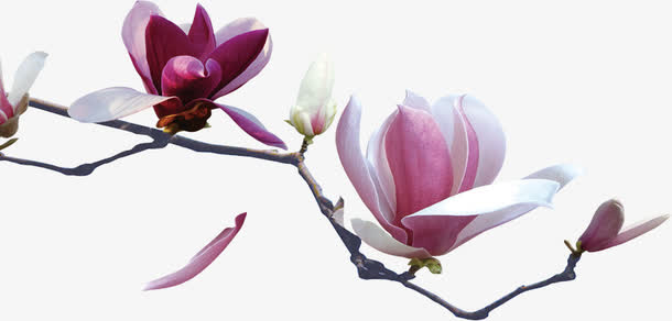 桃花免抠