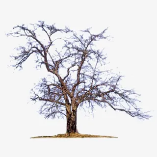 枯树免扣元素免抠