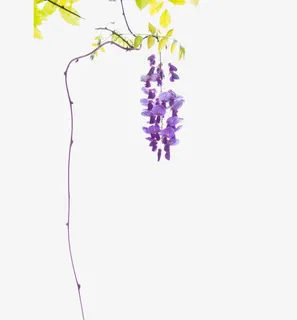 紫藤花的藤蔓图片素材免抠