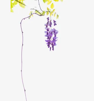 紫藤花的藤蔓图片素材免抠