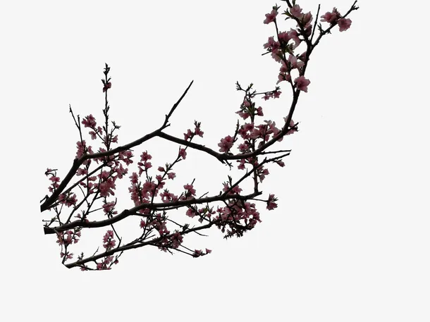 桃花多多开素材免抠