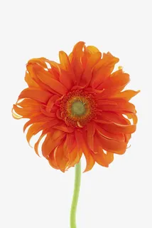 一朵非洲菊免抠