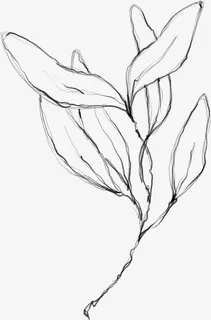 水墨花朵元素67免抠 水墨花朵元素67免抠